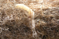 Tineola bisselliella