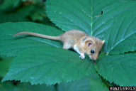 Apodemus sylvaticus