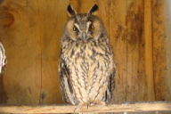 Asio otus
