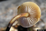 Flammulina velutipes