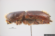 Ips sexdentatus