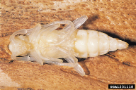 Rosalia alpina