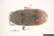 Phloeotribus scarabaeoides