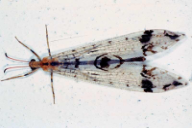 Dendroleon pantherinus