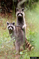 Procyon lotor