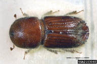 Ips sexdentatus