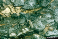 Acanthocinus aedilis