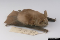 Rhinolophus ferrumequinum