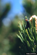 Acantholyda erythrocephala