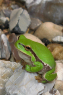 Hyla arborea
