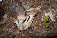 Armillaria ostoyae