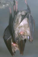Rhinolophus ferrumequinum