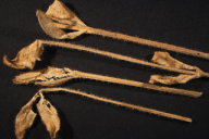 Melampsora cerastii
