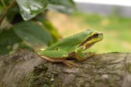 Hyla arborea