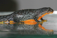 Triturus alpestris