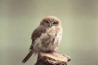Glaucidium passerinum
