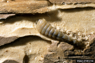 Callidium violaceum
