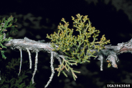 Arceuthobium oxycedri
