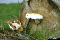Pholiota destruens