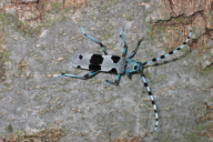 Rosalia alpina