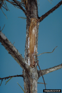 Gibberella circinata