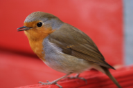 Erithacus rubecula
