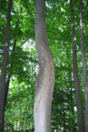Eutypella parasitica
