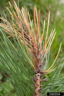 Tomicus minor