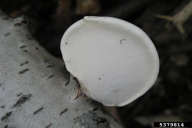 Piptoporus betulinus