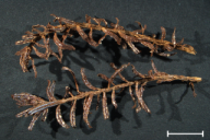 Aecidium elatinum