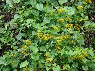 Delairea odorata