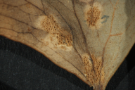 Aecidium aquilegiae