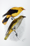 Oriolus oriolus