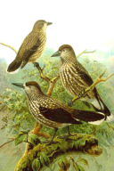 Nucifraga caryocatactes