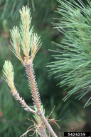 Neodiprion sertifer