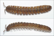 Polydesmus complanatus
