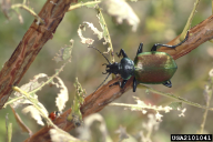 Calosoma sycophanta