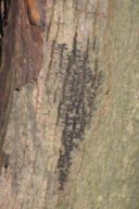 Botryosphaeria dothidea