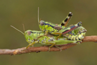 Miramella alpina