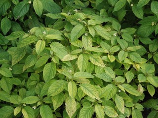 Impatiens parviflora