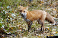 Vulpes vulpes