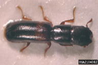 Nemozoma elongatum