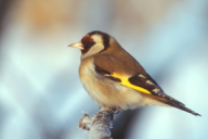 Carduelis carduelis