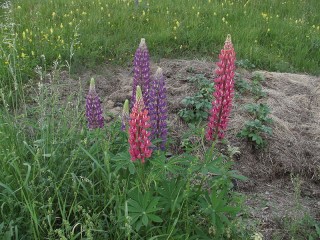 Lupinus polyphyllus