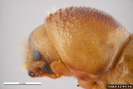 Xyloterus lineatus
