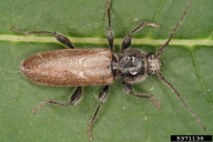 Hylotrupes bajulus