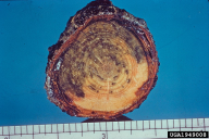Atropellis piniphila