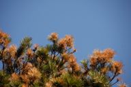 Sphaeropsis sapinea