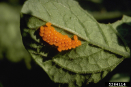Leptinotarsa decemlineata