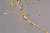 Trisetacus pini  pini